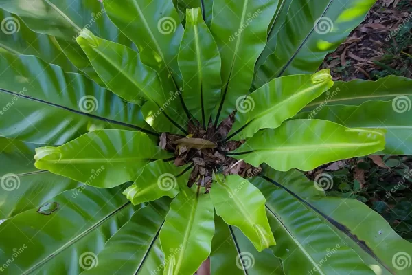 Asplenium Nidus Green Tawi Village