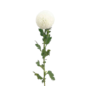 Chrysanthemum Ping Pong White Tawi Village
