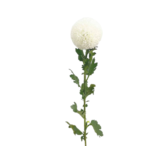 Chrysanthemum Ping Pong White Tawi Village