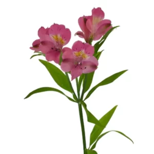 Alstroemeria Selection Dark Pink Tawi village
