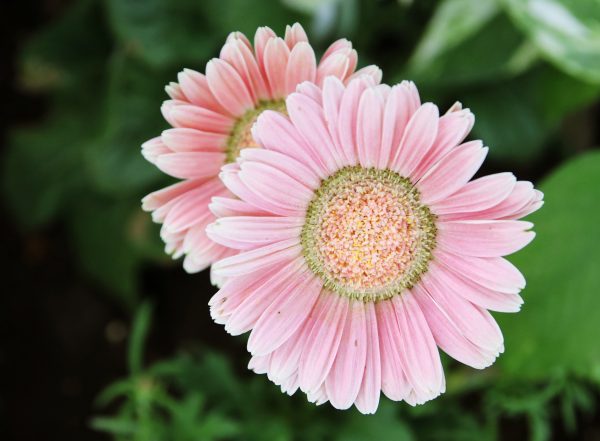 Gerbera Light Pink Tawi Village