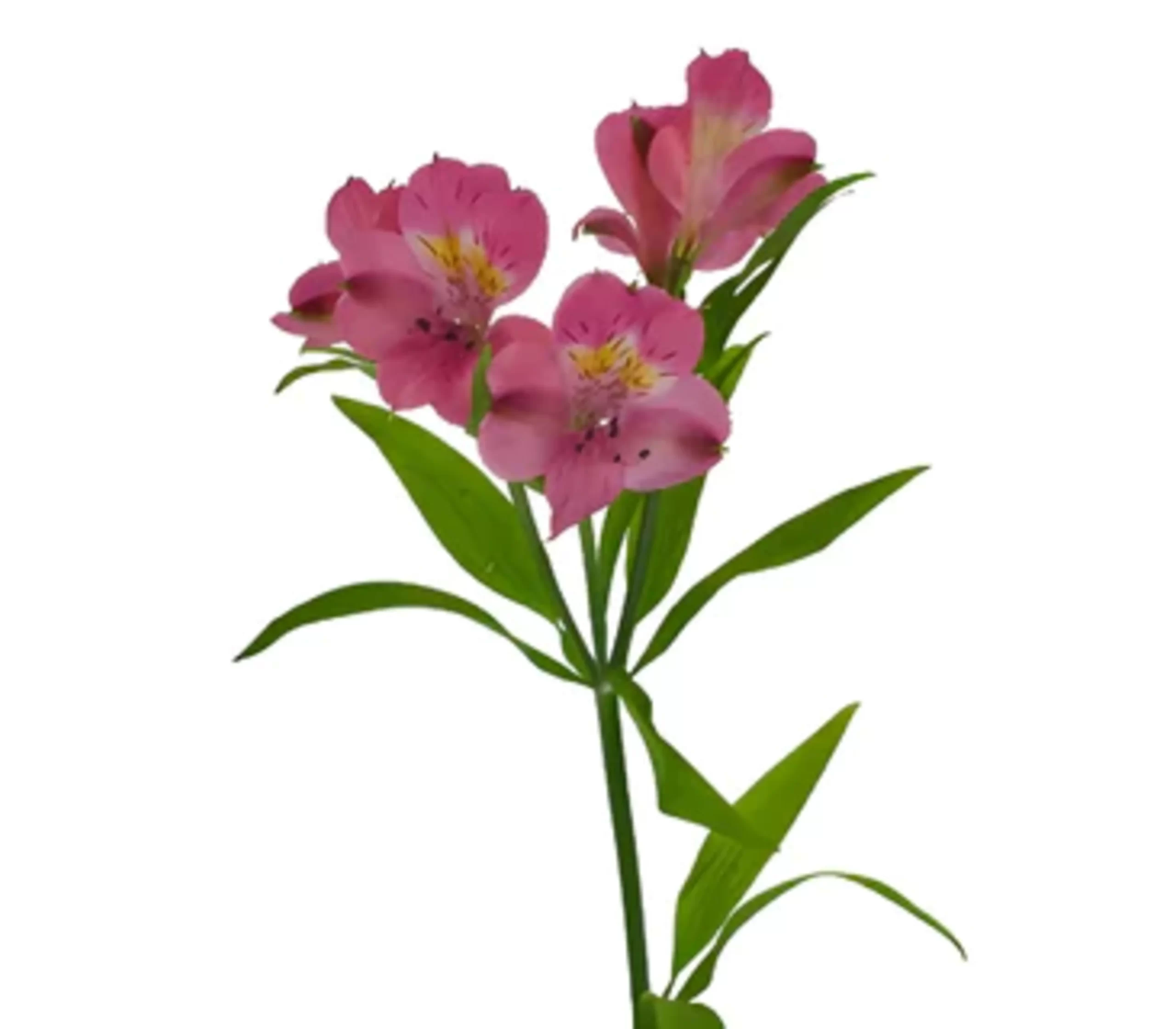 Alstroemeria Selection Dark Pink Tawi village