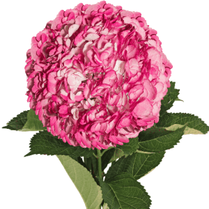 Hydrangea Tinted Pink Tawi Village