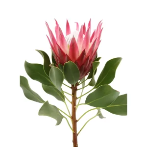 Protea Cynaroides Tawi Village
