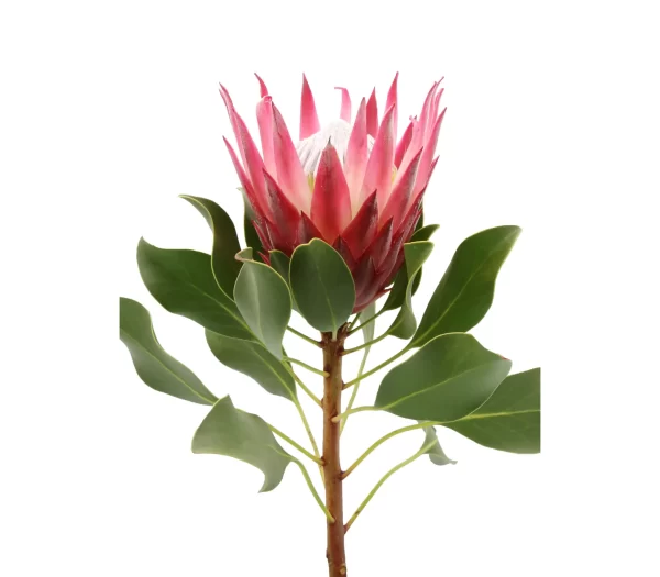 Protea Cynaroides Tawi Village