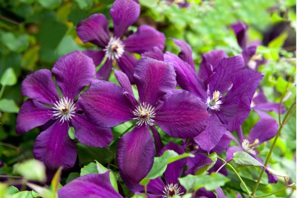 Clematis Purple Tawi Village