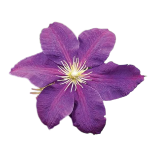 Clematis Purple Tawi Village