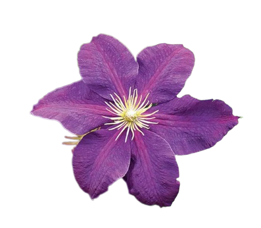 Clematis Purple Tawi Village