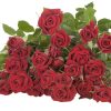 Spray Rose Pushkin Tawi Village