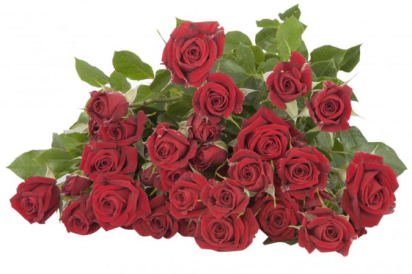 Spray Rose Pushkin Tawi Village