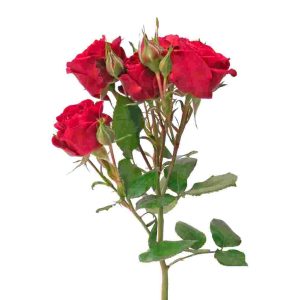 Spray Rose Pushkin Tawi Village