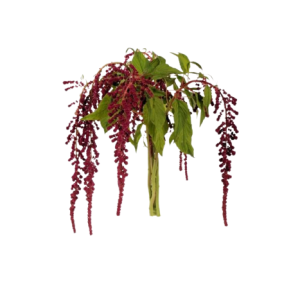 Amaranthus Hanging Red Tawi Village