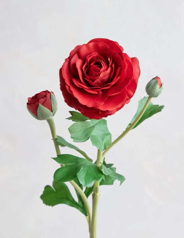 Ranunculus Clooney Red Tawi Village