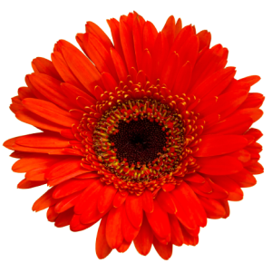 Gerbera Red Tawi Village