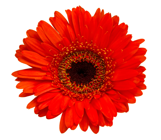 Gerbera Red Tawi Village