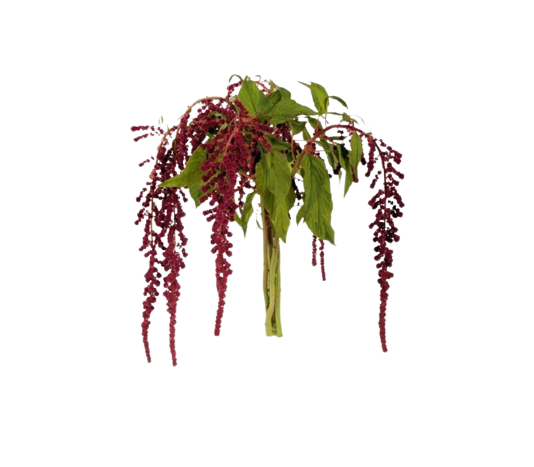 Amaranthus Hanging Red Tawi Village
