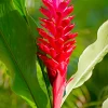 Ginger Red Tawi Village