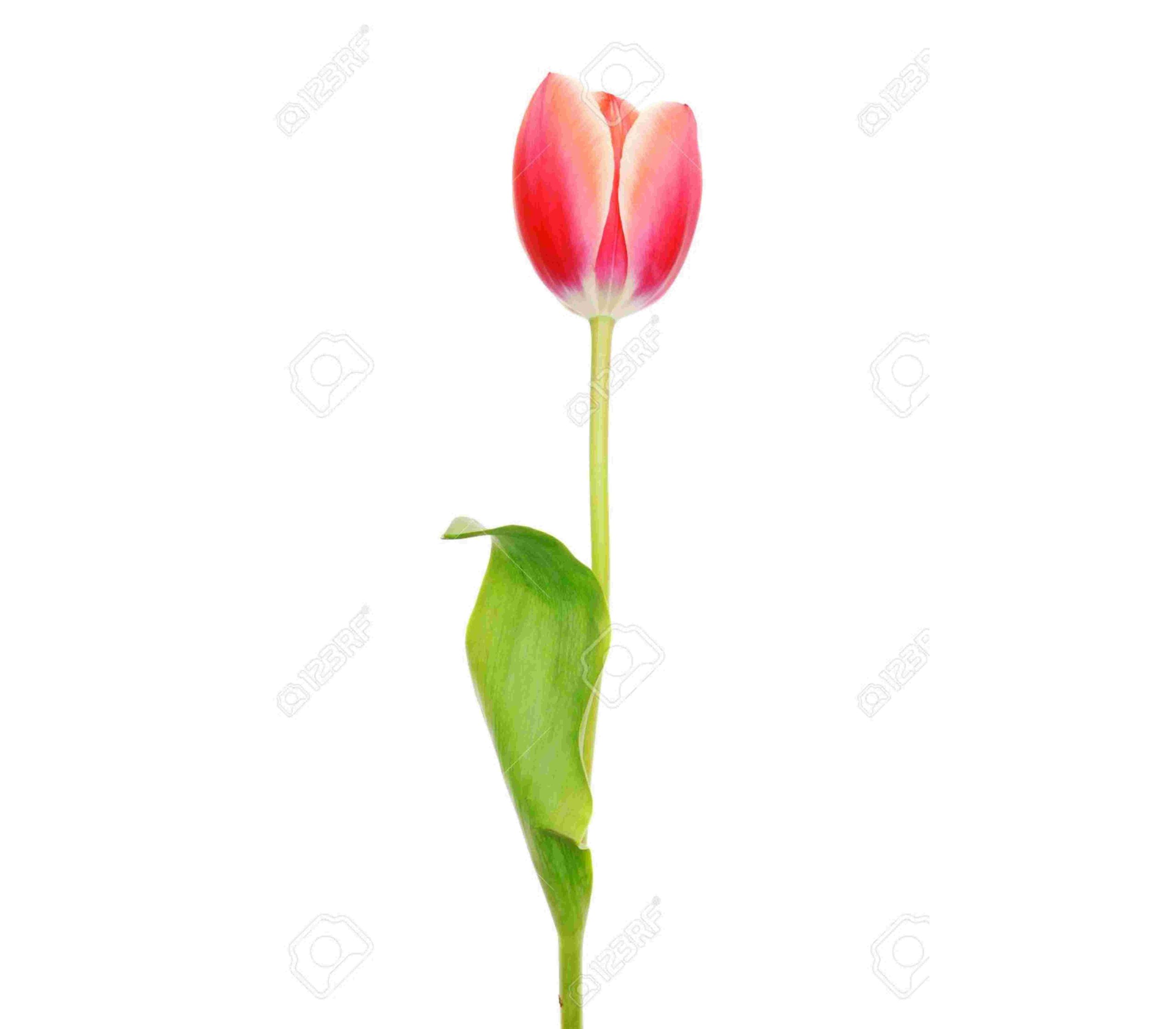 Tulip Regular Red Tawi Village