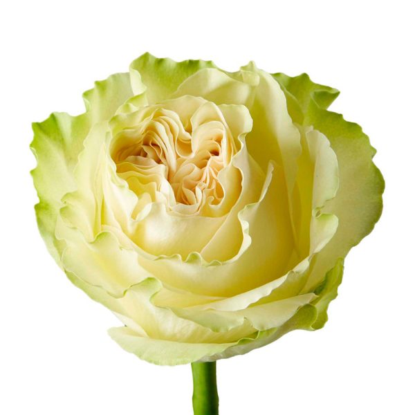 Rose Dynamic Tawi Village
