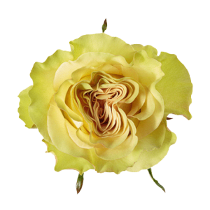 Rose Dynamic Tawi Village