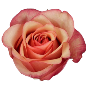 Rose Vintage Tawi Village