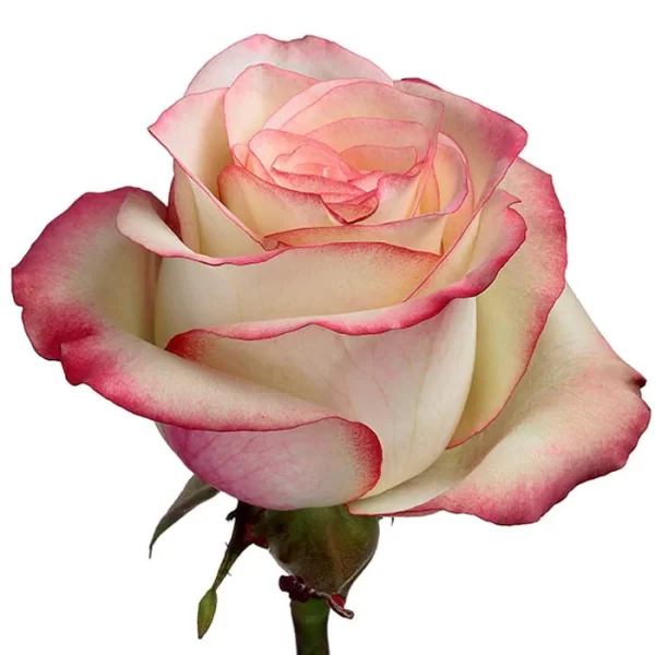 Rose Paloma Tawi Village