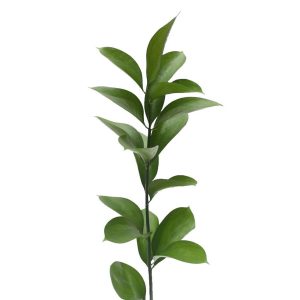 Ruscus Single Tawi Village