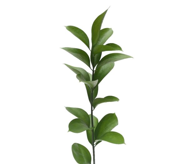 Ruscus Single Tawi Village
