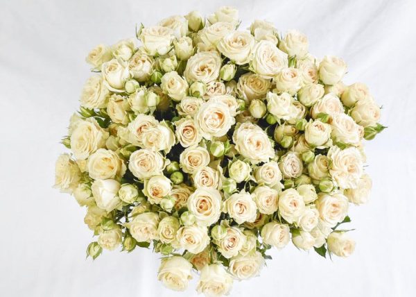 Spray Rose Salinero Tawi Village
