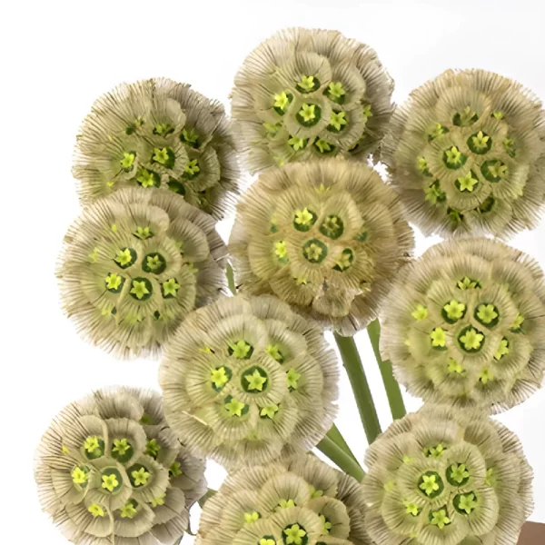 Scabiosa Pods Green Tawi Village