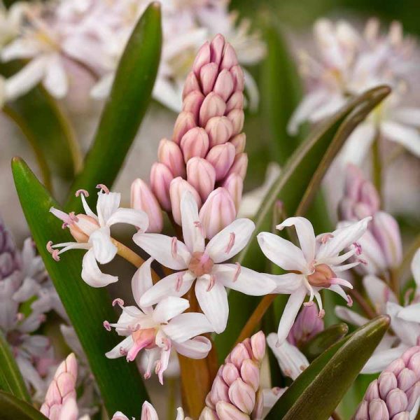 Scilla Pink Tawi Village