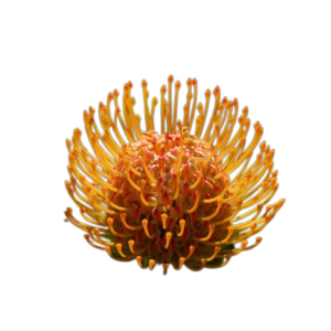 Cordifolium / Leucospermum Soleil Tawi Village
