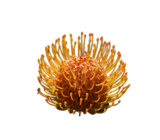 Cordifolium / Leucospermum Soleil Tawi Village
