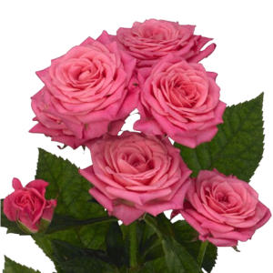 Spray Rose Lianne Tawi Village