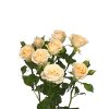 Spray Rose Salinero Tawi Village