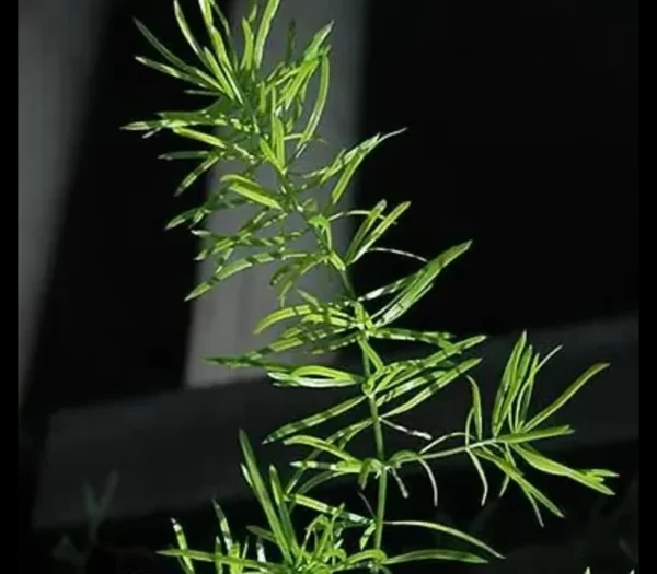 asparagus sprengeri tawi village