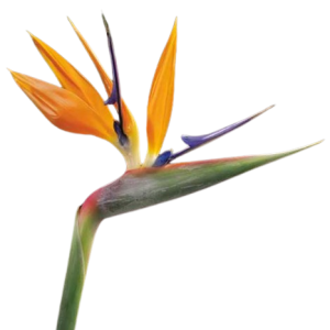Bird of Paradise Orange Tawi Village