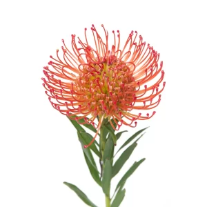 Cordifolium / Leucospermum Succession Tawi Village