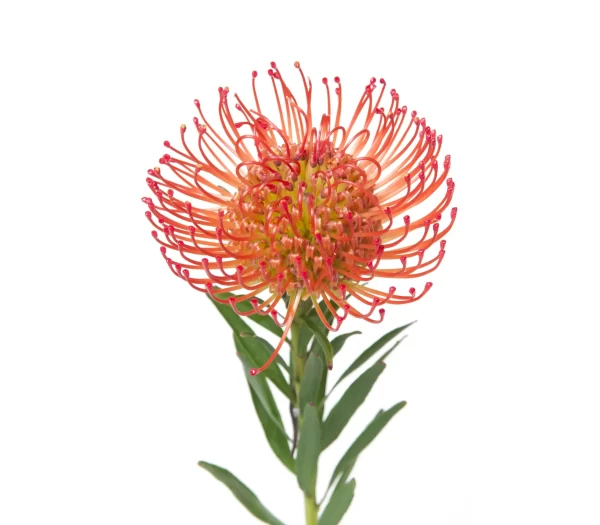 Cordifolium / Leucospermum Succession Tawi Village