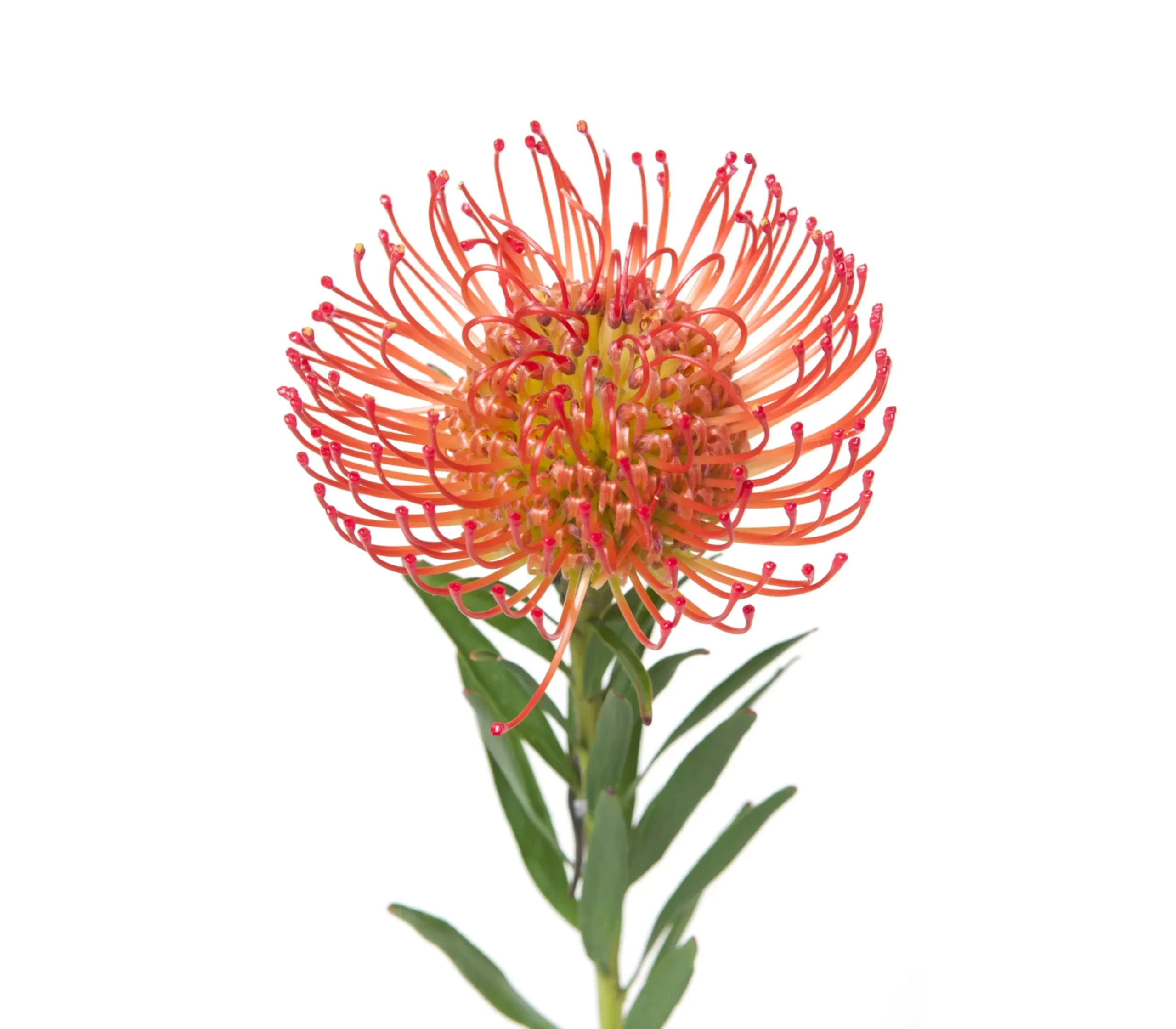 Cordifolium / Leucospermum Succession Tawi Village