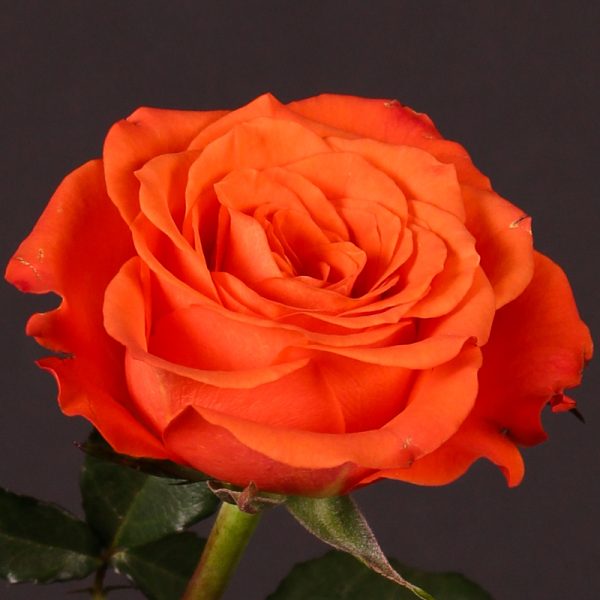 Rose Tabasco Tawi Village