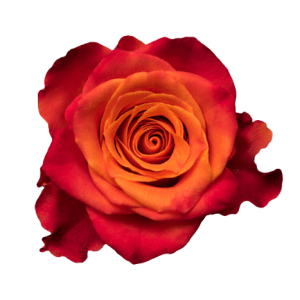 Rose Tabasco Tawi Village