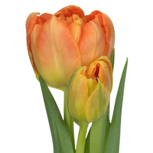 Tulip Double Orange Tawi Village
