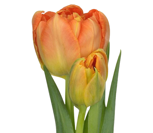 Tulip Double Orange Tawi Village