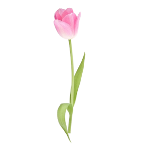 Tulip Regular Light Pink Tawi Village
