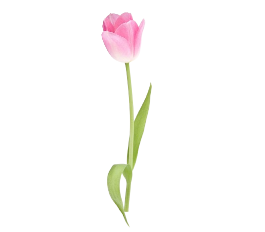 Tulip Regular Light Pink Tawi Village