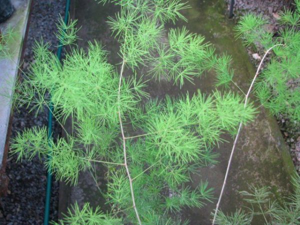 asparagus umbellatus tawi village