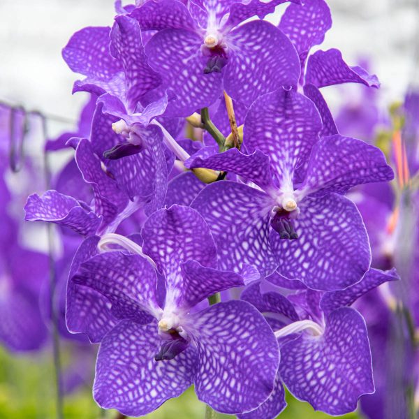 Orchid Vanda Blue Tawi Village