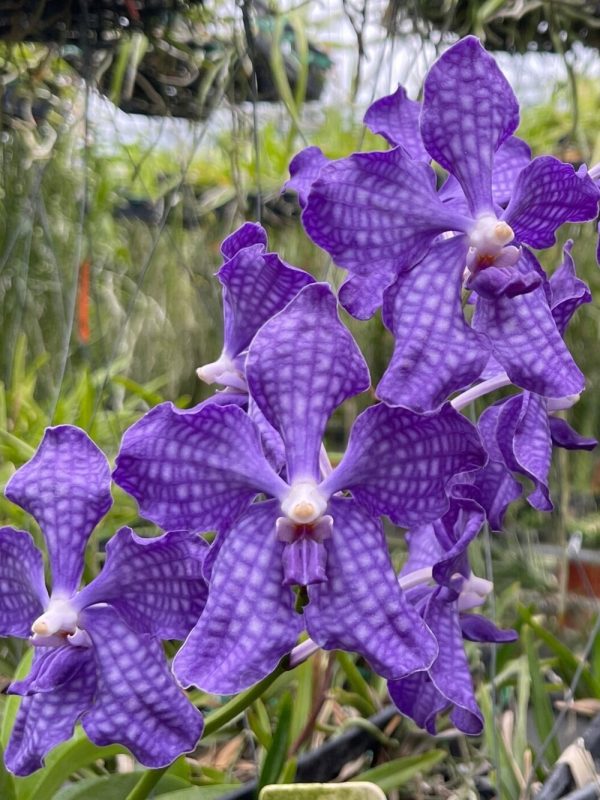 Orchid Vanda Blue Tawi Village