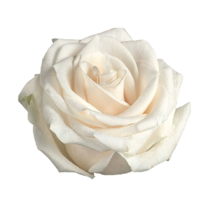 Rose Vendela Cream Tawi Village